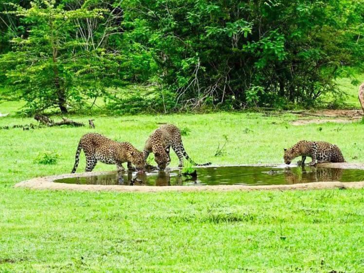 Отель Yala Leopard Mobile Camp Экстерьер фото